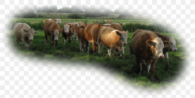 Cattle Pasture Grazing Herd Wildlife, PNG, 902x456px, Cattle, Cattle Like Mammal, Grass, Grazing, Herd Download Free