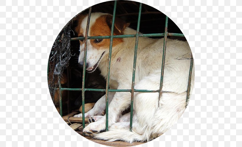 Dog Breed Cruelty To Animals Animal Shelter, PNG, 500x500px, Dog, Abuse, Animal, Animal Shelter, Breed Download Free