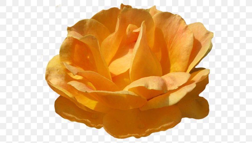 Garden Roses Orange Clip Art, PNG, 591x465px, Garden Roses, Blog, Color, Flower, Orange Download Free