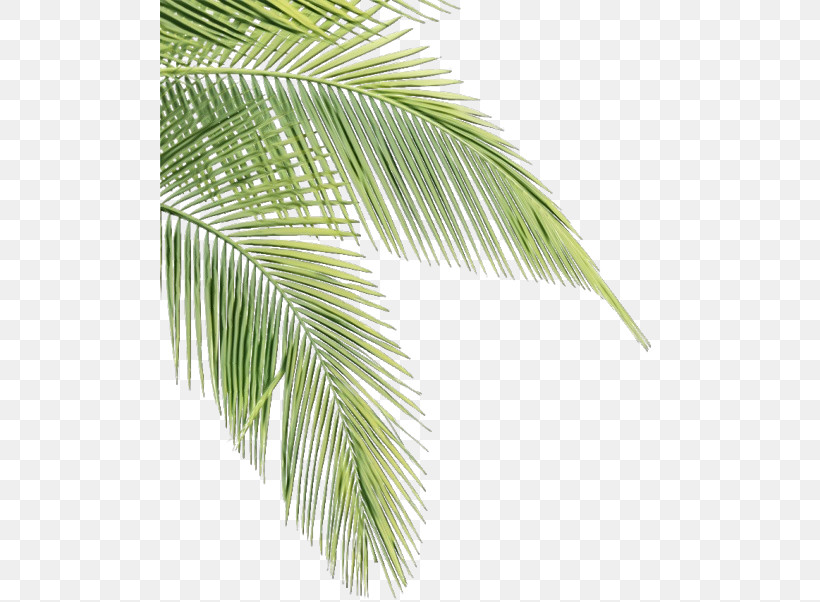 Palm Tree, PNG, 500x602px, Watercolor, Arecales, Borassus Flabellifer, Elaeis, Leaf Download Free
