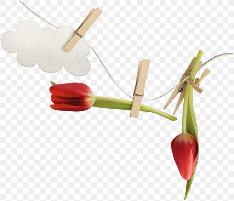 Tulip Flower Photography Blume, PNG, 1280x1101px, Tulip, Blume, Cut Flowers, Designer, Flower Download Free