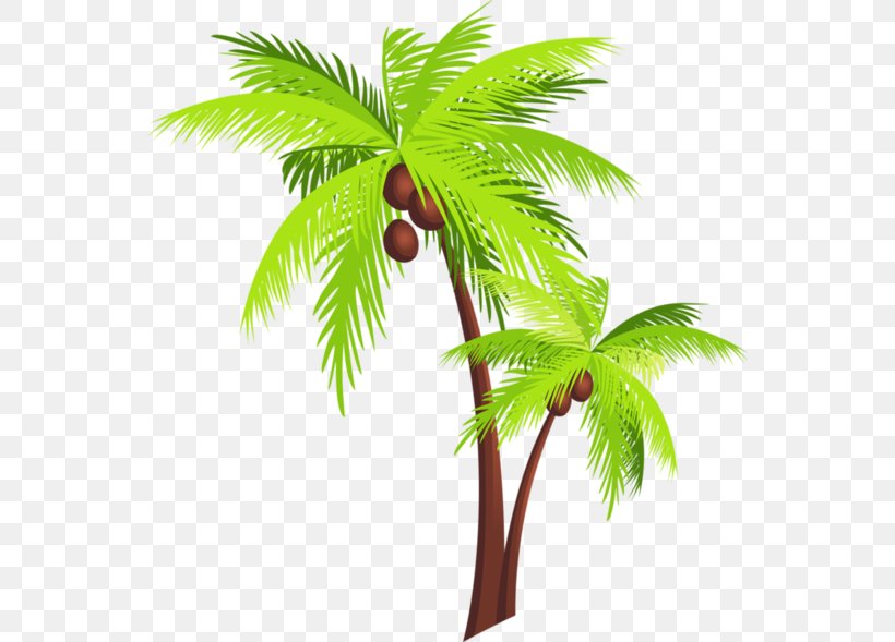 Arecaceae Coconut Tree Clip Art, PNG, 551x589px, Arecaceae, Arecales, Borassus Flabellifer, Branch, Coconut Download Free