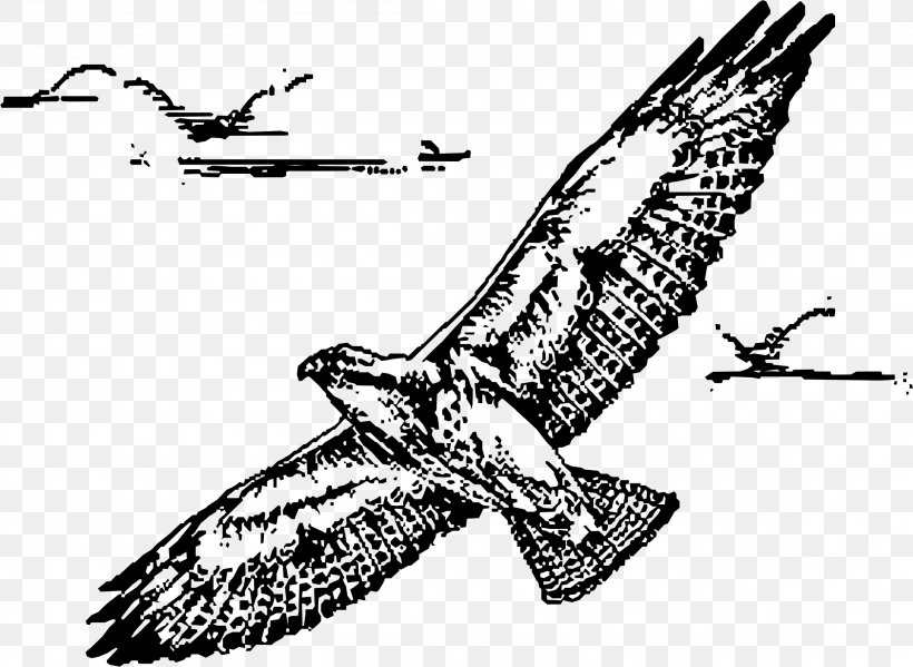 Bird Swainson's Hawk Drawing Clip Art, PNG, 2308x1686px, Bird, Accipitriformes, Art, Beak, Bird Flight Download Free