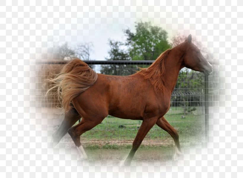 Mane Mustang Stallion Mare Bridle, PNG, 762x600px, Mane, Bridle, Colt, Halter, Horse Download Free