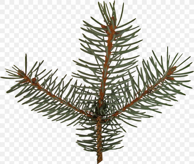 Spruce Fir Pine Larch Christmas Ornament, PNG, 1280x1081px, Spruce, Branch, Christmas, Christmas Ornament, Christmas Tree Download Free