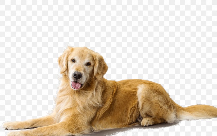 The Golden Retriever Puppy Dog Breed Companion Dog, PNG, 1112x702px, Golden Retriever, Breed, Breed Group Dog, Carnivoran, Cat Download Free