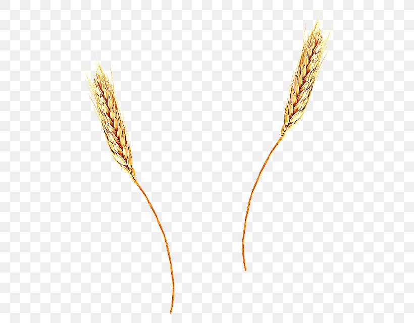 Wheat, PNG, 561x640px, Elymus Repens, Flower, Flowering Plant, Food Grain, Grass Family Download Free