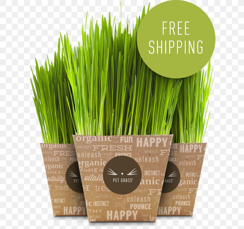 Wheatgrass Cat 猫草 Vetiver Pet, PNG, 628x771px, Wheatgrass, Cat, Chrysopogon, Chrysopogon Zizanioides, Commodity Download Free