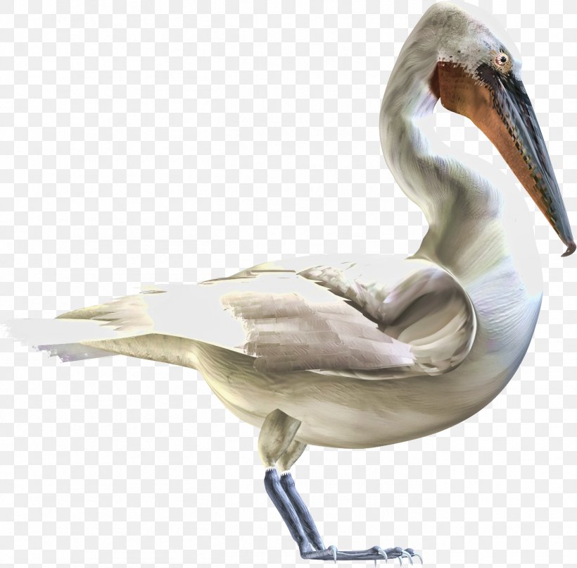 Bird Toucan, PNG, 1361x1338px, Bird, Animal, Beak, Ducks Geese And Swans, Fauna Download Free