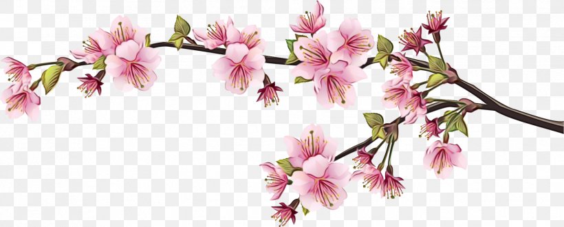 Cherry Blossom, PNG, 1761x709px, Watercolor, Blossom, Branch, Cherry Blossom, Cut Flowers Download Free