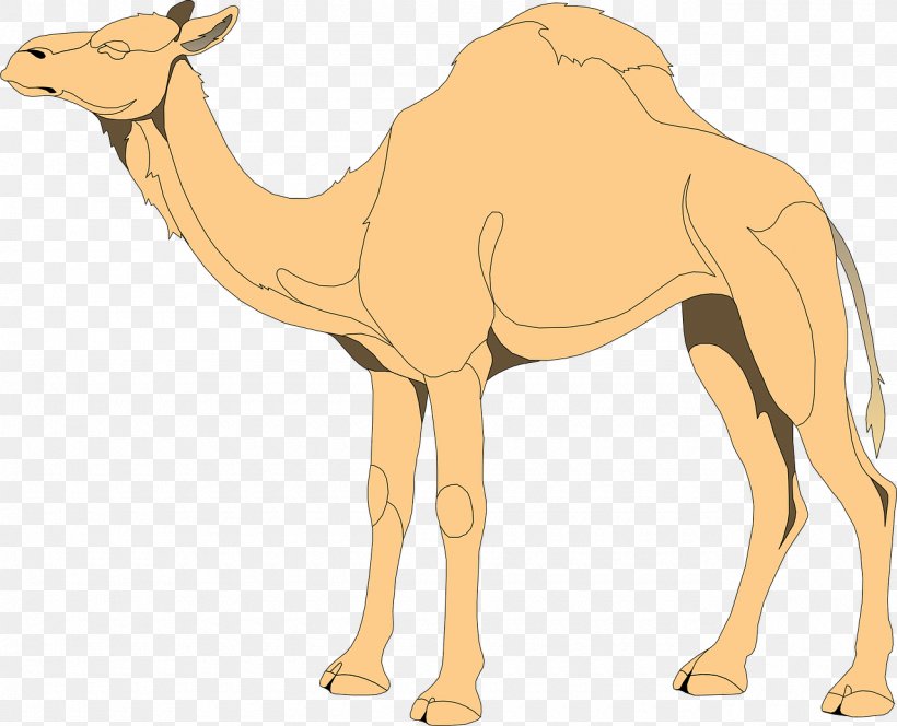 Clip Art Dromedary Image Vector Graphics, PNG, 1280x1038px, Dromedary, Arabian Camel, Camel, Camel Like Mammal, Drawing Download Free