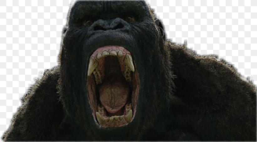 Common Chimpanzee Western Gorilla King Kong YouTube Godzilla, PNG, 1024x570px, Common Chimpanzee, Chimpanzee, Deviantart, Film, Godzilla Download Free