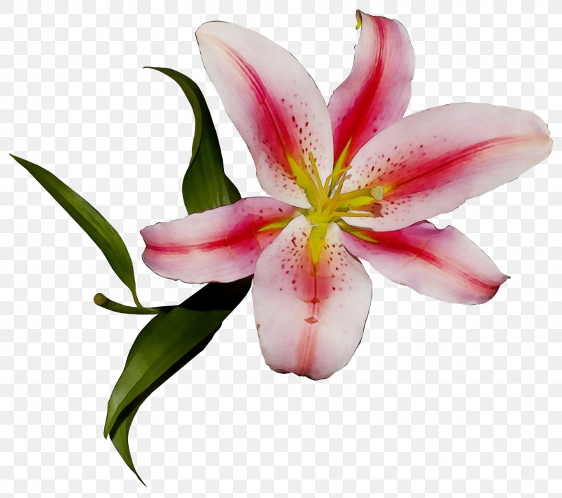 Flower Lily Petal Pink Stargazer Lily, PNG, 1600x1420px, Watercolor, Amaryllis Belladonna, Crinum, Cut Flowers, Daylily Download Free