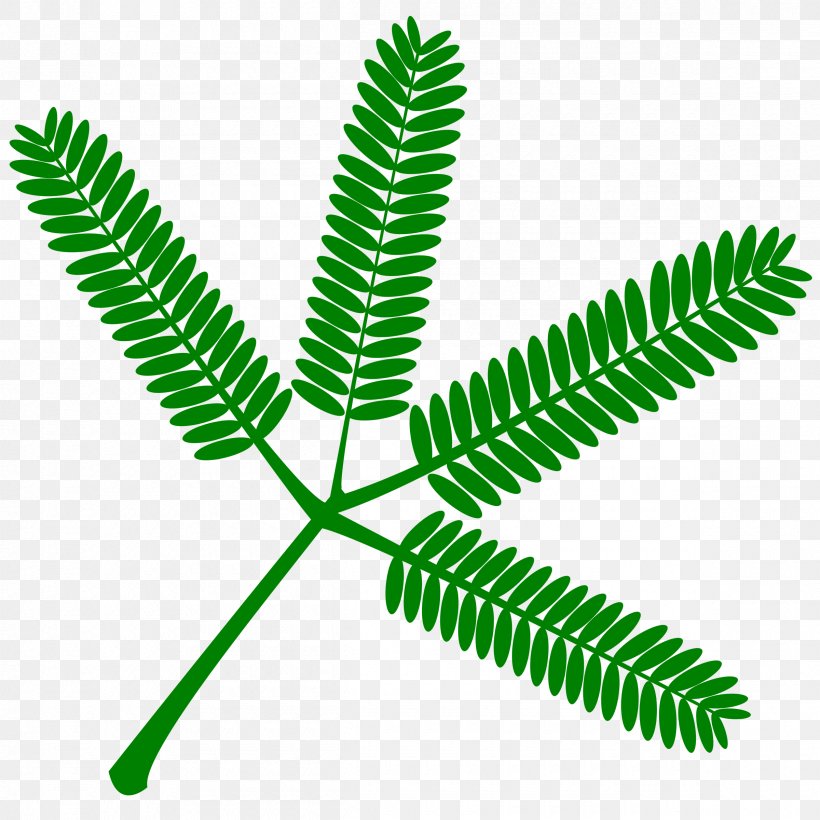 Mimosa Pudica Leaf Plant Clip Art, PNG, 2400x2400px, Mimosa Pudica, Drosera, Flower, Grass, Leaf Download Free