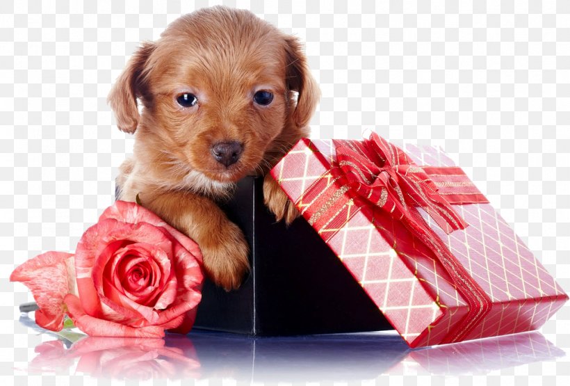 Puppy Bernese Mountain Dog Leonberger Birthday Wedding, PNG, 1004x680px, Puppy, Animal, Anniversary, Bernese Mountain Dog, Birthday Download Free