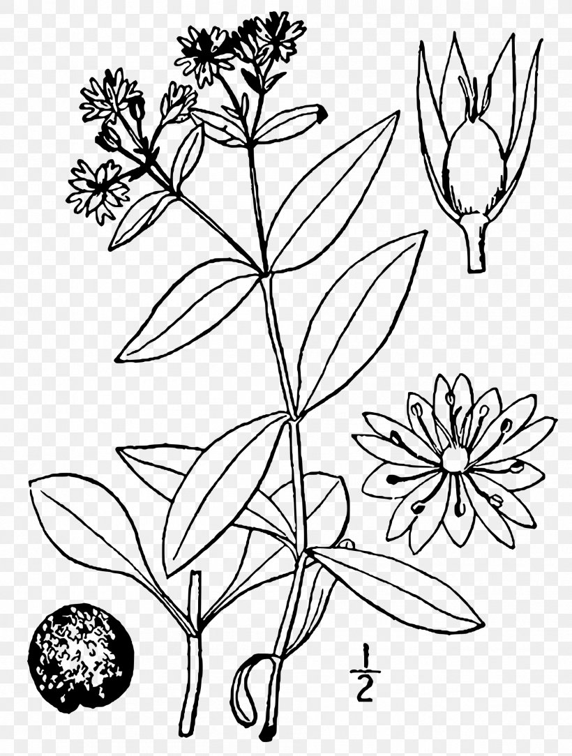 Star Chickweed Twig Dicotyledon Plant Stem, PNG, 1891x2500px, Twig, Black And White, Branch, Cut Flowers, Dicotyledon Download Free