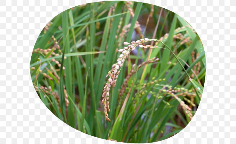 Sweet Grass Grasses Plant Stem, PNG, 616x501px, Sweet Grass, Grass, Grass Family, Grasses, Plant Download Free