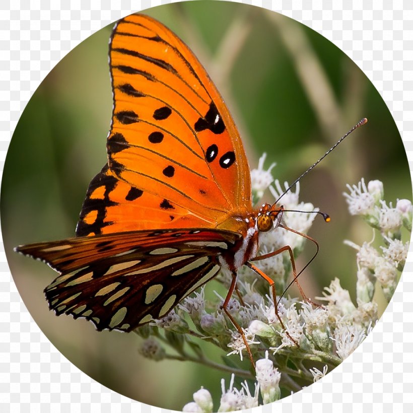 Butterfly Insect Wing Gulf Fritillary Eating, PNG, 1000x1000px, Butterfly, Argynnini, Arthropod, Brush Footed Butterfly, Butterflies And Moths Download Free
