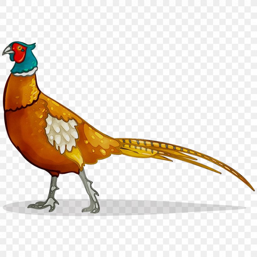 Chicken Pheasant Feather Fauna Beak, PNG, 1187x1187px, Chicken, Animal Figure, Beak, Bird, Chicken As Food Download Free