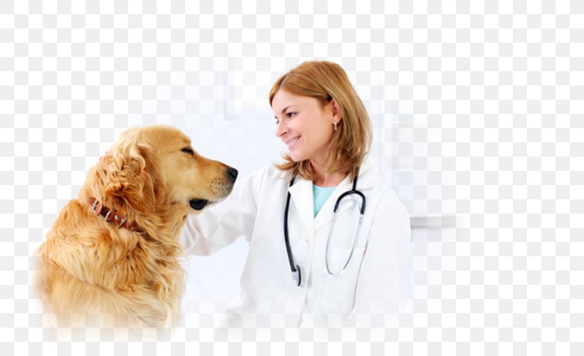 Dog Veterinarian Veterinary Medicine Cat Paraveterinary Worker, PNG, 800x500px, Dog, Animal, Cat, Companion Dog, Dog Breed Download Free