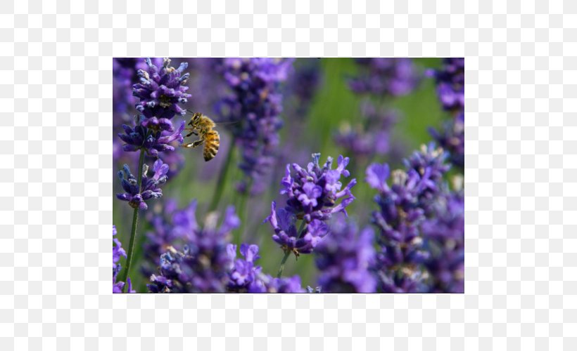 English Lavender French Lavender Honey Bee Common Sage, PNG, 500x500px, English Lavender, Bee, Bluebonnet, Common Sage, Family Download Free