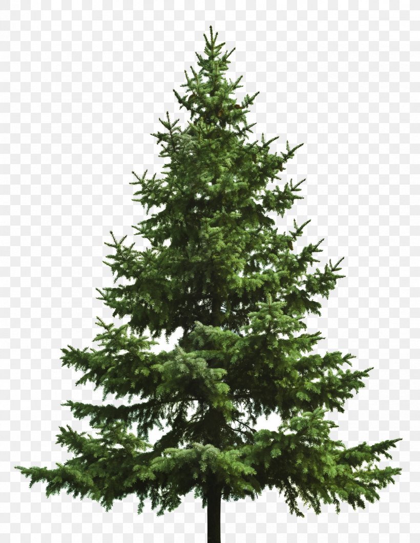 Christmas Tree Fir, PNG, 1219x1575px, Christmas Tree, Artificial Christmas Tree, Biome, Branch, Christmas Download Free