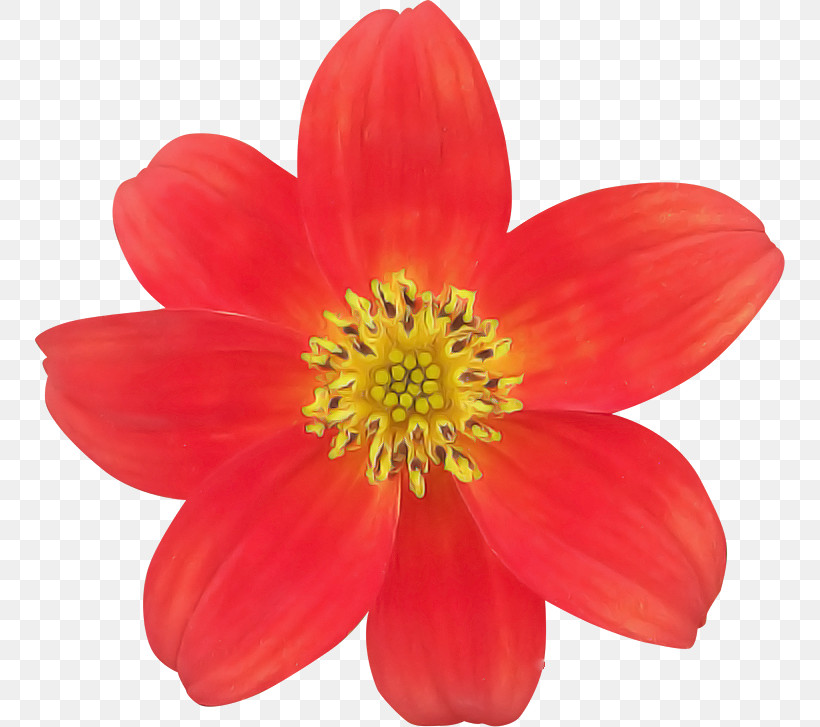 Dahlia Annual Plant Flower Plants Biology, PNG, 750x727px, Dahlia, Annual Plant, Biology, Flower, Plants Download Free