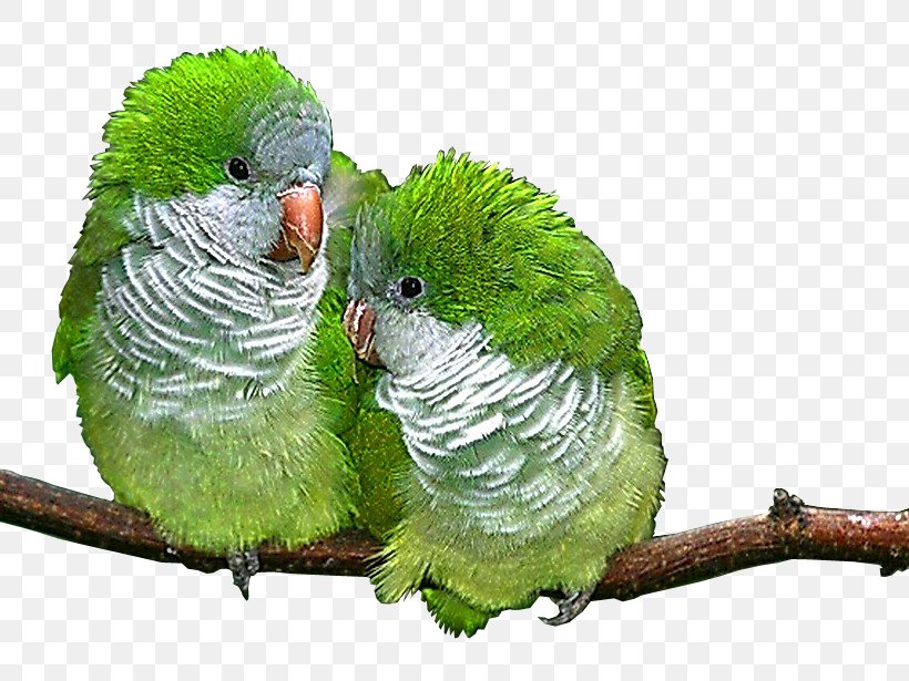 Lovebird Parrot Parakeet Animal, PNG, 820x615px, Lovebird, Animal, Beak, Bird, Budgie Download Free