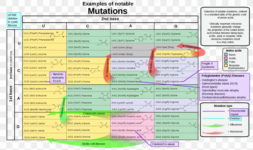 Nonsense Mutation Genetic Code Point Mutation Codon, PNG, 2980x1764px, Mutation, Acid, Amino Acid, Area, Biology Download Free