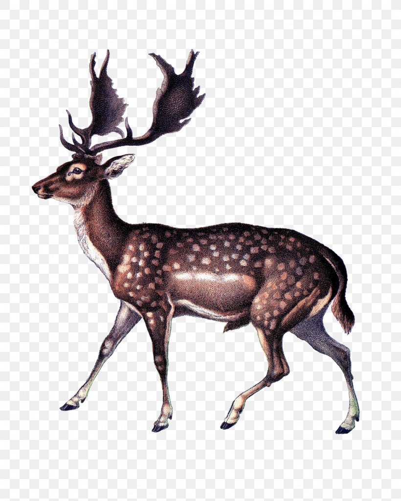 Reindeer Gray Wolf Red Deer White-tailed Deer, PNG, 1280x1600px, Reindeer, Animal, Antler, Chromolithography, Deer Download Free