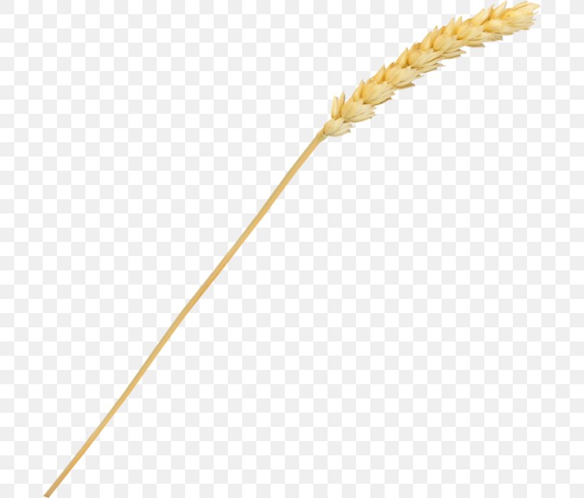 Grasses Line Cereal Grain Food, PNG, 700x700px, Grasses, Cereal, Commodity, Family, Food Download Free