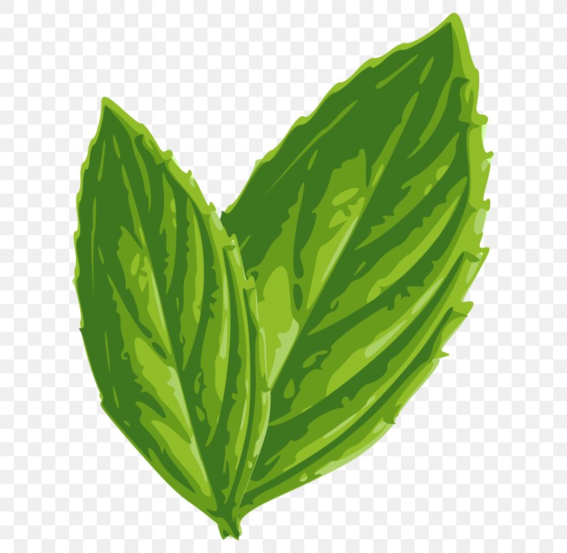 Mint Julep Peppermint Clip Art, PNG, 647x800px, Mint Julep, Basil, Blog, Cabbage, Collard Greens Download Free