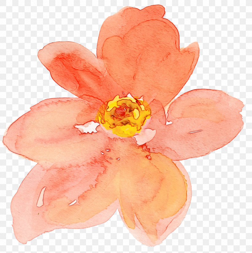 Orange, PNG, 1801x1812px, Watercolor, Biology, Flower, Orange, Paint Download Free