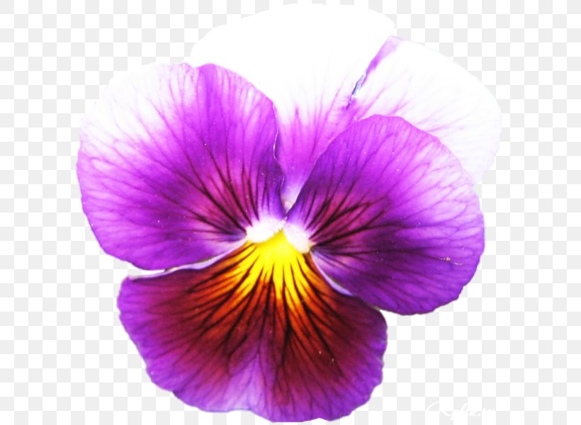 Pansy Bird's Foot Violet Plant Seed, PNG, 613x600px, Pansy, Family, Flower, Flowering Plant, Magenta Download Free
