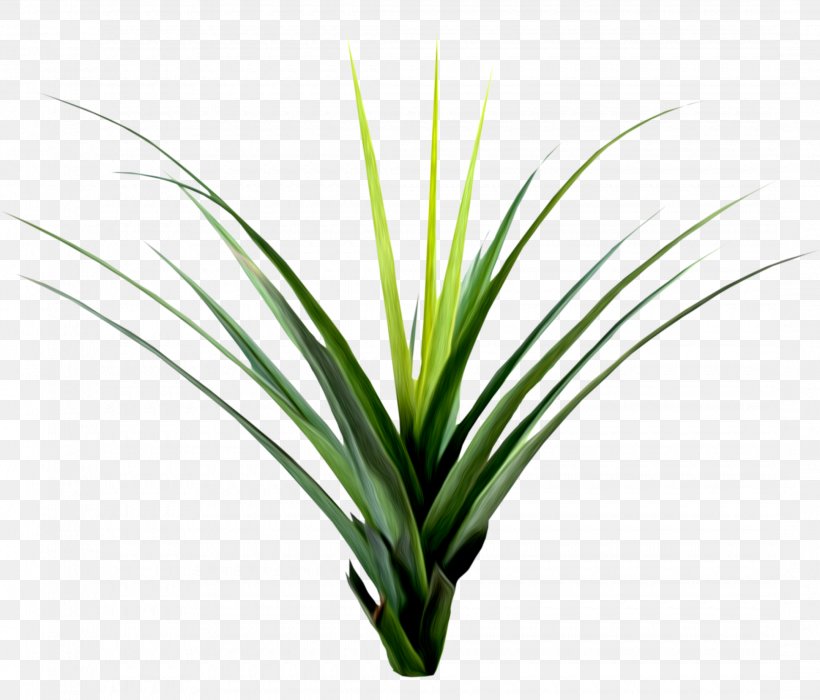 Piracy Plant Clip Art, PNG, 2160x1844px, Piracy, Benzersiz, Designer, Flower, Grass Download Free