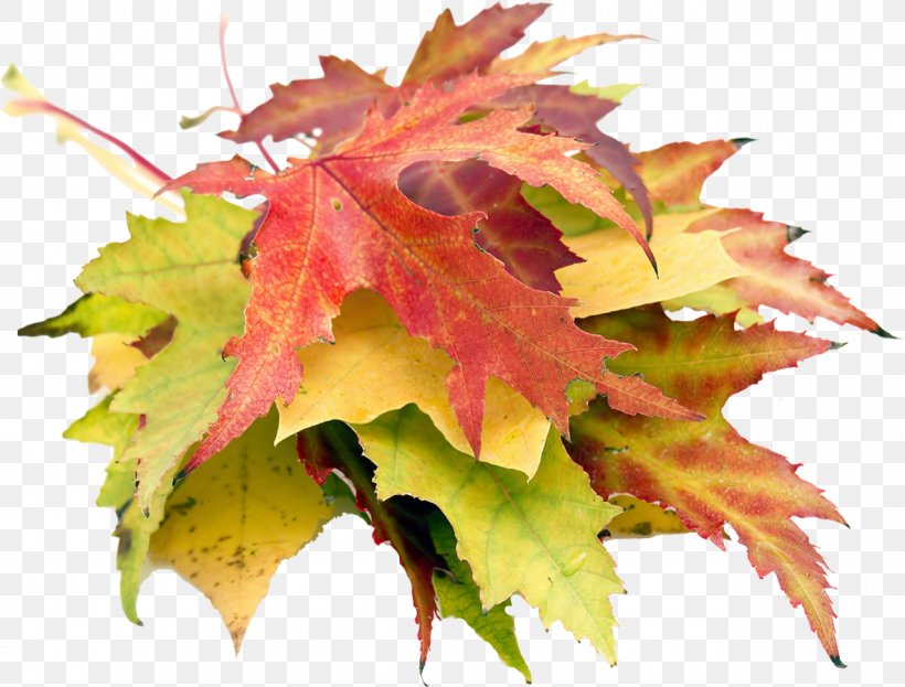 Autumn Maple Leaf Photography, PNG, 1280x974px, Autumn, Acorn, Auglis, Autumn Leaf Color, Green Download Free