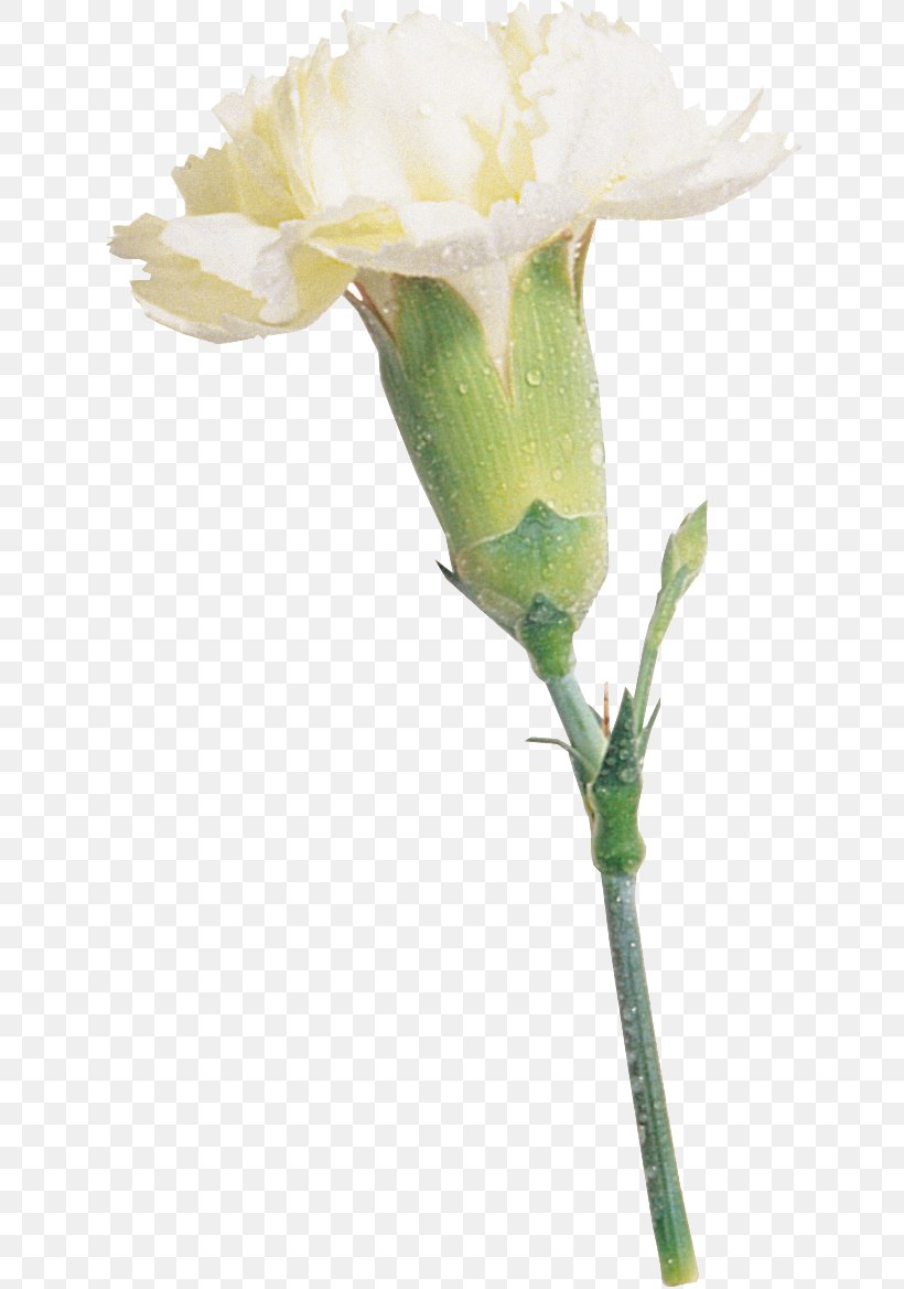 Blue Rose Carnation Cut Flowers, PNG, 637x1169px, Rose, Blue Rose, Bud, Carnation, Cut Flowers Download Free