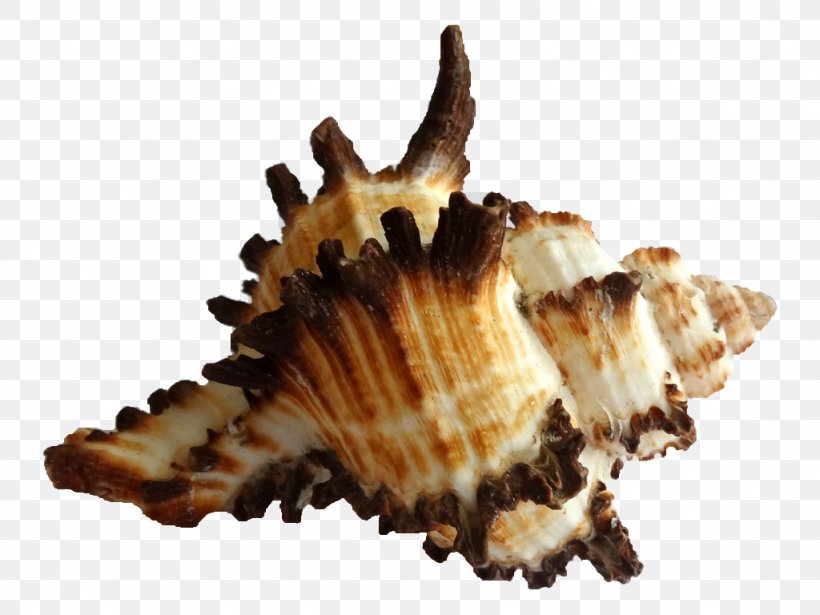 Clam Cockle Seashell Sea Snail Caracola, PNG, 1024x768px, Clam, Caracola, Clams Oysters Mussels And Scallops, Cockle, Conch Download Free