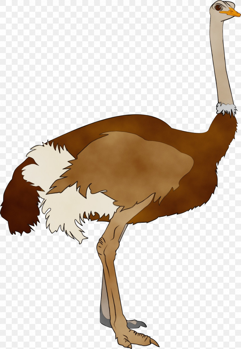 Common Ostrich Birds Ratite 타조(ostrich) Beak, PNG, 1660x2400px, Watercolor, Beak, Birds, Common Ostrich, Gratis Download Free