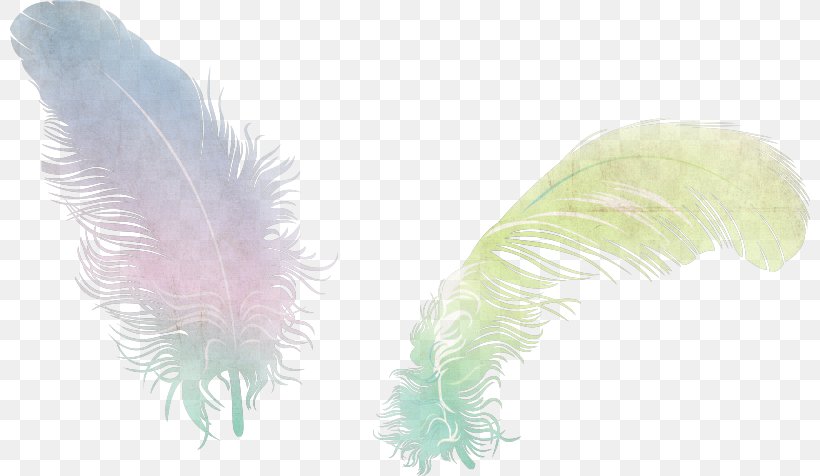 Feather Desktop Wallpaper Animaatio Clip Art, PNG, 800x476px, Feather, Animaatio, Color, Data, Green Download Free