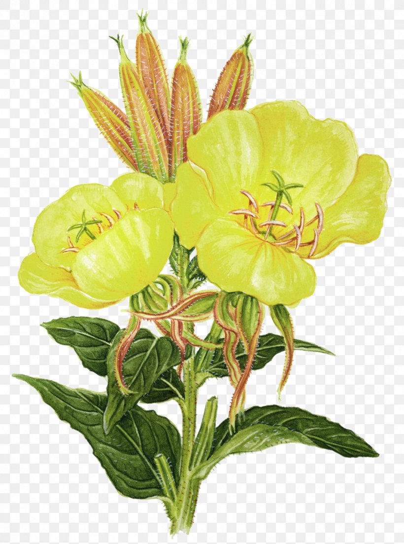 Flower Plant Common Evening-primrose Essential Fatty Acid Herb, PNG, 951x1280px, Flower, Alstroemeriaceae, Buttercup, Common Eveningprimrose, Cut Flowers Download Free