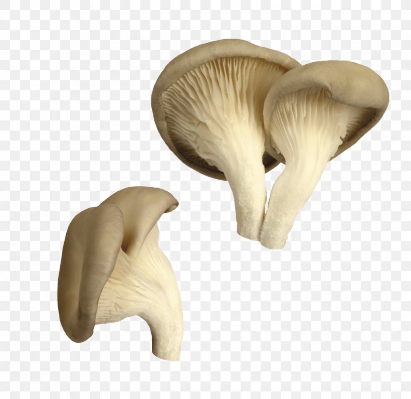 Oyster Mushroom Pleurotus Eryngii Edible Mushroom, PNG, 1031x1000px, Oyster Mushroom, Agaricaceae, Common Mushroom, Edible Mushroom, Fungus Download Free