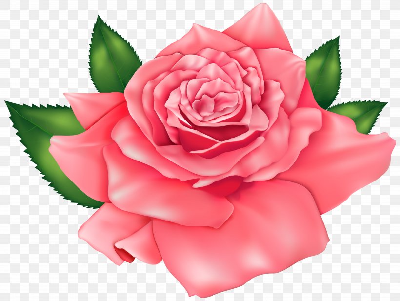 Rose Pink Clip Art, PNG, 5000x3767px, Rose, Blog, Camellia, China Rose, Cut Flowers Download Free