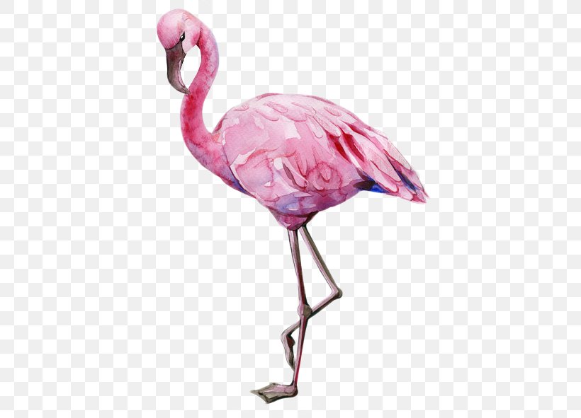 Royalty-free Flamingo, PNG, 591x591px, Royaltyfree, Art, Beak, Bird, Drawing Download Free