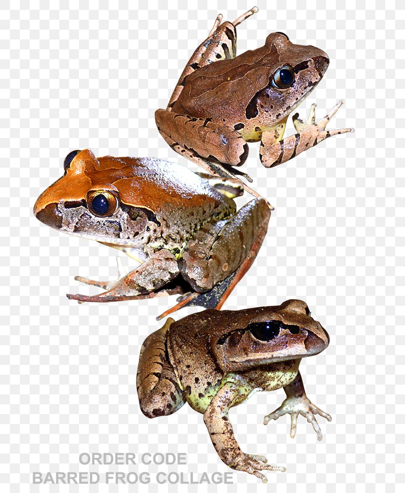 Toad True Frog Tree Frog Reptile, PNG, 750x1000px, Toad, Amphibian, Animal, Fauna, Frog Download Free