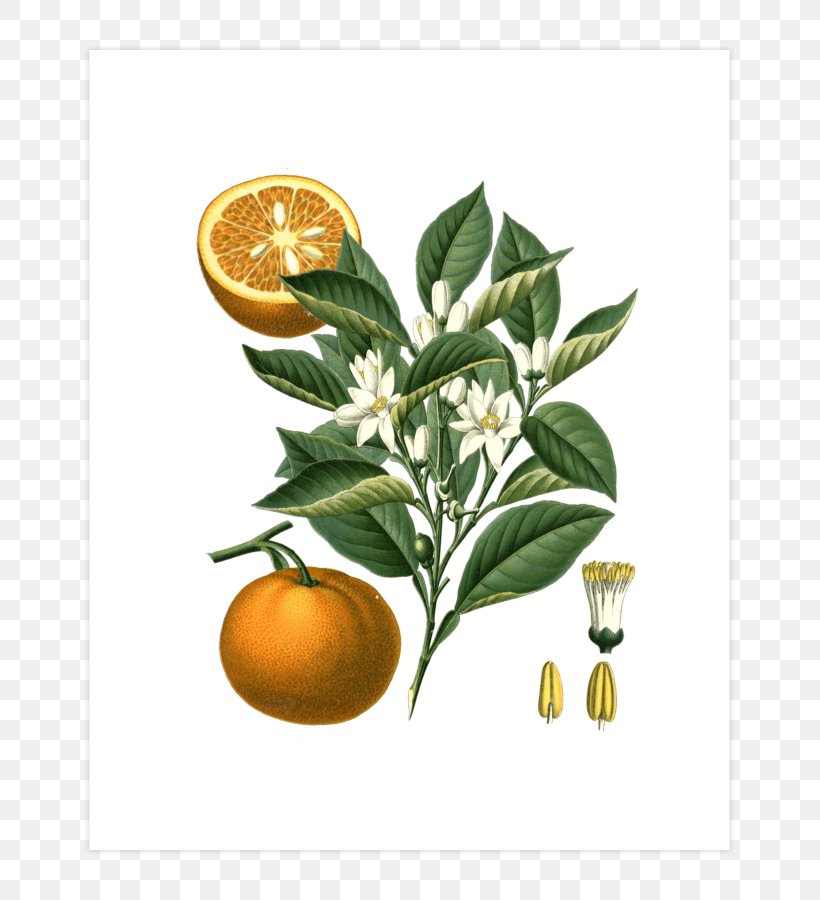 Bitter Orange Citrus × Sinensis Botany Illustration, PNG, 740x900px, Bitter Orange, Art, Bergamot Orange, Botanical Illustration, Botany Download Free