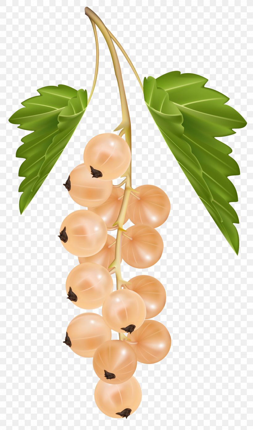 Blackcurrant Redcurrant White Currant, PNG, 1923x3268px, Blackcurrant, Berry, Bilberry, Currant, Drawing Download Free