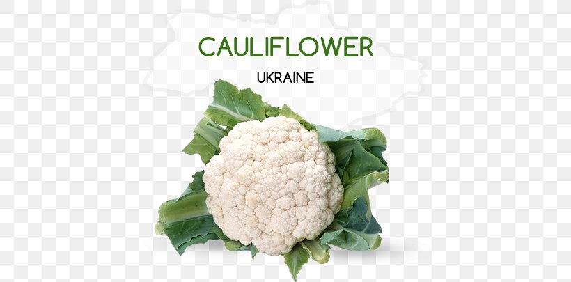 Cauliflower Broccoli Vegetable Capitata Group, PNG, 446x405px, Cauliflower, Brassica, Brassica Oleracea, Broccoli, Cabbage Family Download Free