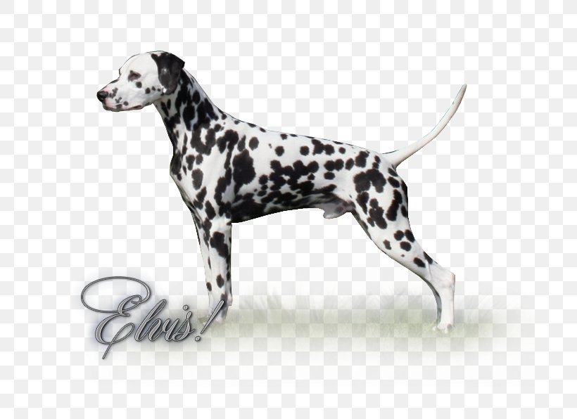 Dalmatian Dog Dog Breed Non-sporting Group, PNG, 700x596px, Dalmatian Dog, Breed, Carnivoran, Dalmatian, Dog Download Free