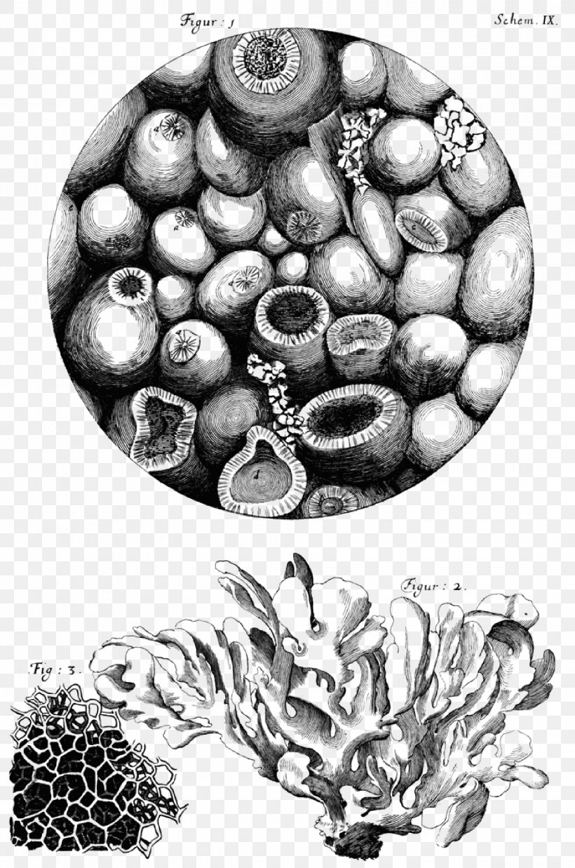 Micrographia Microscope Cell Botanical Illustration Discovery, PNG, 1967x2968px, Micrographia, Black And White, Botanical Illustration, Cell, Cell Theory Download Free